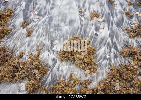 Motifs de plage de sable avec coquillages et algues Sargassum le long de la côte atlantique à Mickler's Landing à Ponte Vedra Beach, Floride. (ÉTATS-UNIS) Banque D'Images