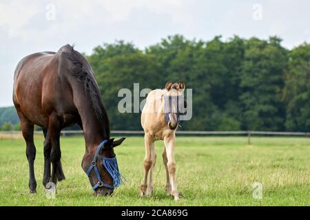 Un poulain de couleur valk et une jument brune dans le champ, portant un masque de mouche, un pâturage, un cheval Banque D'Images