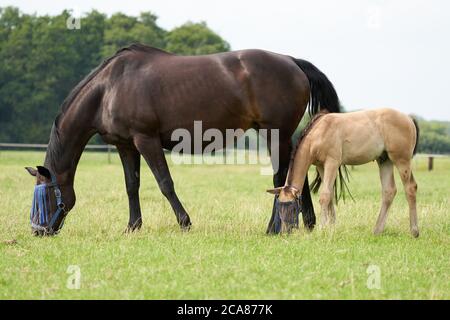 Un poulain de couleur valk et une jument brune dans le champ, portant un masque de mouche, un pâturage, un cheval Banque D'Images