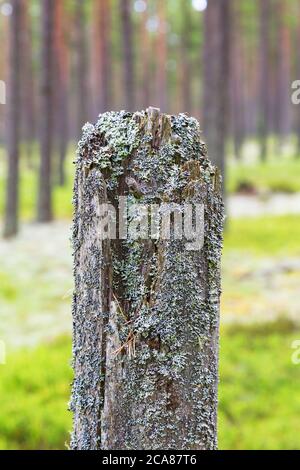 Souche d'arbre avec lichen dans la forêt Banque D'Images