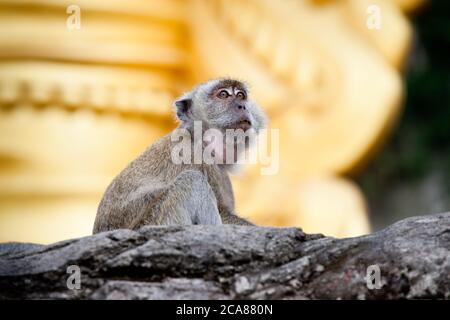 Macaque (Macaca fascicularis) mangeant du crabe sur la roche. Juin 2010. Grottes de Batu. Malaisie. Banque D'Images