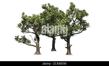 Plusieurs Sycamore américains - isolés sur fond blanc - Illustration 3D Banque D'Images