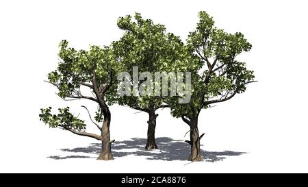 Plusieurs Sycamore américains avec ombre sur le sol - Isolé sur fond blanc - illustration 3D Banque D'Images