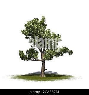 Arbre américain Sycamore sur une zone verte - isolé sur Arrière-plan blanc - illustration 3D Banque D'Images