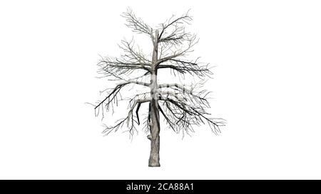 Arbre de gomme noir en hiver - isolé sur blanc Arrière-plan - illustration 3D Banque D'Images