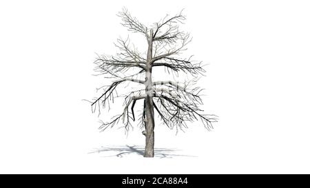 Un seul arbre noir de gomme en hiver avec ombre Le sol - isolé sur fond blanc - illustration 3D Banque D'Images