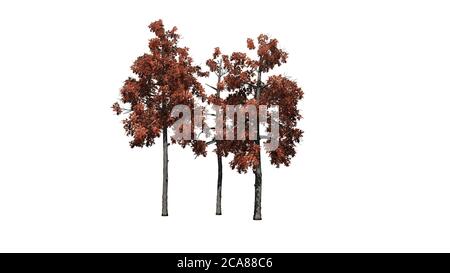 Arbre noir de Gum à l'automne - isolé sur blanc Arrière-plan - illustration 3D Banque D'Images