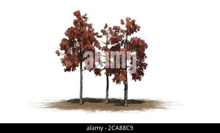 Arbres de Gum noirs en automne sur une zone de sable - isolé sur fond blanc - illustration 3D Banque D'Images