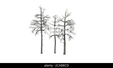 Plusieurs arbres de Gum noirs différents en hiver - isolés Sur fond blanc - illustration 3D Banque D'Images