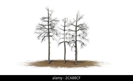 Plusieurs arbres de Gum noirs différents en hiver sur un Zone de sable - isolée sur fond blanc - illustration 3D Banque D'Images