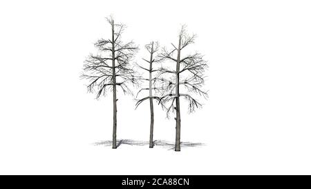 Plusieurs arbres de Gum noirs différents en hiver avec ombre Sur le sol - isolé sur fond blanc - 3D illustration Banque D'Images