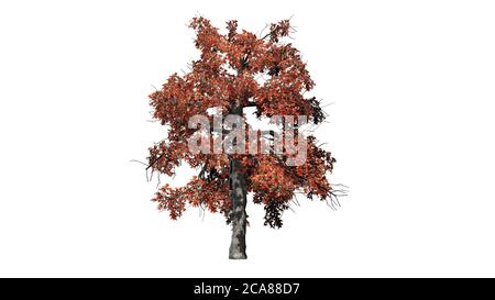 Un seul arbre noir de Gum à l'automne - isolé sur Arrière-plan blanc - illustration 3D Banque D'Images