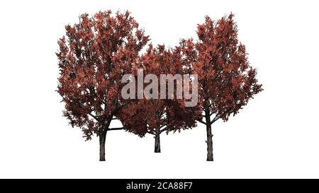 Un groupe de Bradford Pear arbres à l'automne - Isolé sur fond blanc - illustration 3D Banque D'Images