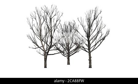 Ensemble de Bradford Pear arbres en hiver - isolé Sur fond blanc - illustration 3D Banque D'Images