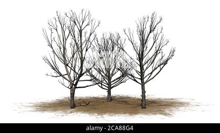 Ensemble de Bradford Pear arbres en hiver sur le sable Zone - isolée sur fond blanc - illustration 3D Banque D'Images