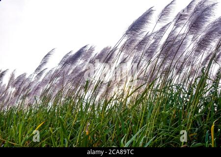 Champ de canne à sucre avec fleurs blanches et herbe de couleur verte contre le ciel blanc Banque D'Images