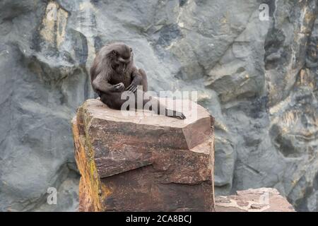 Sulawesi macaque assis sur la pierre, mur de l'espace de copie. Pairi Daiza, Belgique Banque D'Images