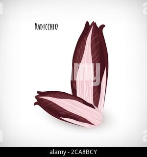 Feuilles de salade rouge radicchio isolées sur fond blanc. Chicorée italienne de style plat. Lettrage radicchio. Légumes pour le menu ou la cuisine. Illustration vectorielle. Illustration de Vecteur