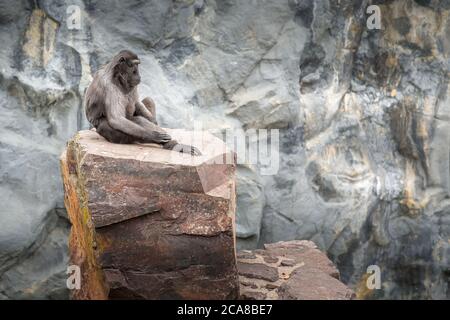 Sulawesi macaque assis sur la pierre, mur de l'espace de copie. Pairi Daiza, Belgique Banque D'Images