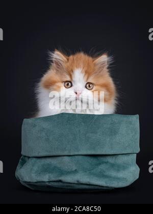 Mignon rouge avec chaton britannique Longhar blanc, assis dans un sac en velours vert. Regarder directement la caméra. Isolé sur fond noir. Banque D'Images