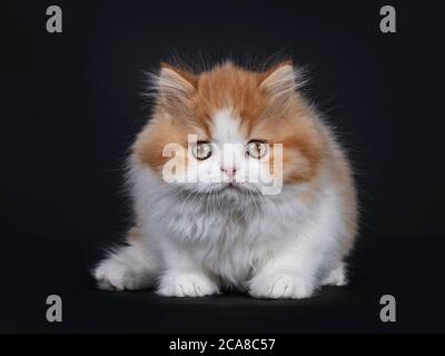 Mignon rouge avec chaton britannique Longhar blanc, debout face à l'avant. Regarder directement la caméra. Isolé sur fond noir. Banque D'Images