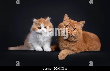 Mignon rouge avec chaton britannique Longhar blanc, assis à côté de l'adulte rouge britannique Shorthair. Regarder directement la caméra. Isolé sur fond noir. Banque D'Images