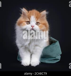 Mignon rouge avec chaton britannique Longhar blanc, debout dans un sac en velours vert. Regarder directement la caméra. Isolé sur fond noir. Banque D'Images