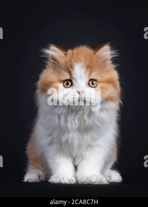 Mignon rouge avec chaton britannique Longhar blanc, assis face à l'avant. Regarder directement la caméra. Isolé sur fond noir. Banque D'Images