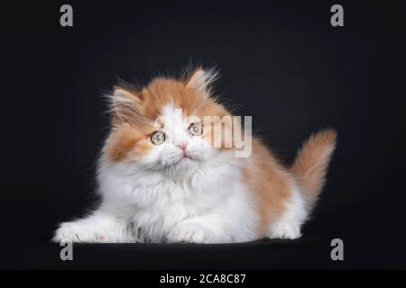 Mignon rouge avec chaton britannique Longhar blanc, en position allongée. Regarder en jouant à côté de l'appareil photo. Isolé sur fond noir. Banque D'Images