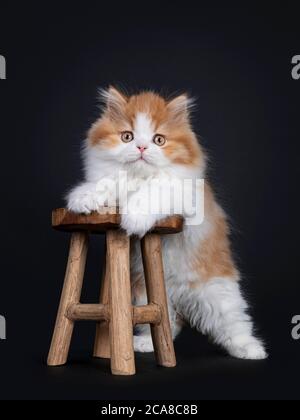 Mignon rouge avec chaton britannique Longhar blanc, debout avec des pattes avant sur un petit tabouret en bois. Regarder directement la caméra. Isolé sur fond noir. Banque D'Images