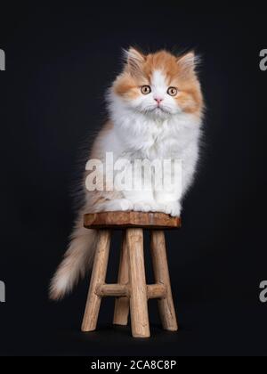 Mignon rouge avec chaton britannique Longhar blanc, assis sur un petit tabouret en bois. Regarder directement la caméra. Isolé sur fond noir. Banque D'Images