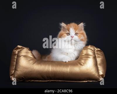 Mignon rouge avec chaton britannique Longhar blanc, assis face à l'avant dans le panier doré. Regarder directement la caméra. Isolé sur fond noir. Banque D'Images