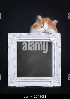 Mignon rouge avec chaton britannique Longhar blanc, debout derrière un cadre photo blanc. Regarder directement la caméra. Isolé sur fond noir. Banque D'Images