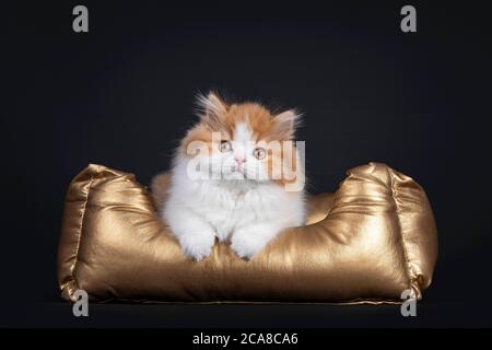 Mignon rouge avec chaton britannique Longhar blanc, en position de face dans le panier doré. Regarder directement la caméra. Isolé sur fond noir. Banque D'Images