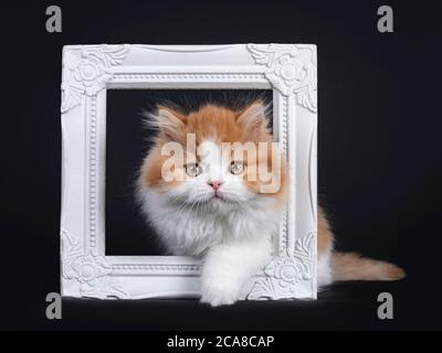 Mignon rouge avec chaton britannique Longhar blanc, passant à travers le cadre photo blanc. Regarder directement la caméra. Isolé sur fond noir. Banque D'Images