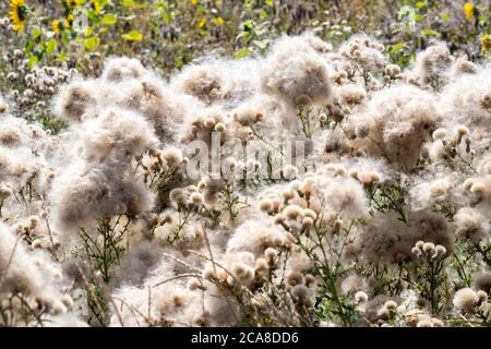 Chardon, plante, Cirsium arvense, stand de fruits avec Pappus, Eifel, Rhénanie-du-Nord-Westphalie, Allemagne, Banque D'Images