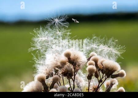 Chardon, plante, Cirsium arvense, stand de fruits avec Pappus, Eifel, Rhénanie-du-Nord-Westphalie, Allemagne, Banque D'Images