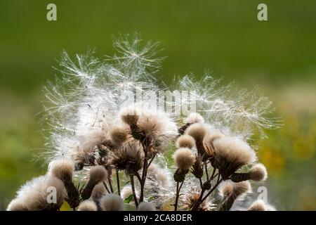 Chardon, plante, Cirsium arvense, stand de fruits avec Pappus, Eifel, Rhénanie-du-Nord-Westphalie, Allemagne, Banque D'Images