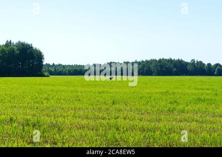 les cigognes marchent dans un champ de mouwn par une journée d'été Banque D'Images