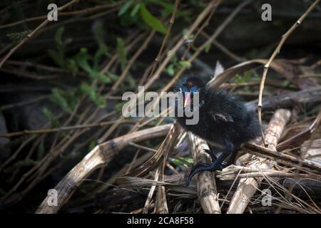 Un seul Moorhen Gallinula chloropus poussa à sortir d'un nid sur le lac Trenance Boating dans les jardins Trenance à Newquay, en Cornwall. Banque D'Images