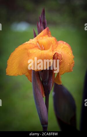 Gouttelettes de pluie sur les pétales de la fleur d'un Lily de Canna. Banque D'Images