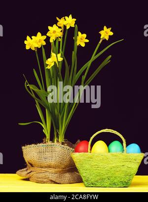 Panier composé de fils verts et rempli d'œufs de pâques colorés à côté d'une marmite de fleurs de narcissi enveloppées de tissu de sackCloth sur une table en bois, isolées sur fond noir. Composition de la vie encore de Pâques Banque D'Images