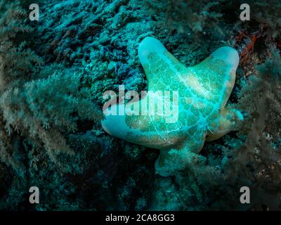 Étoiles de mer colorées sur le récif de corail. Photo sous l'eau. Philippines. Banque D'Images