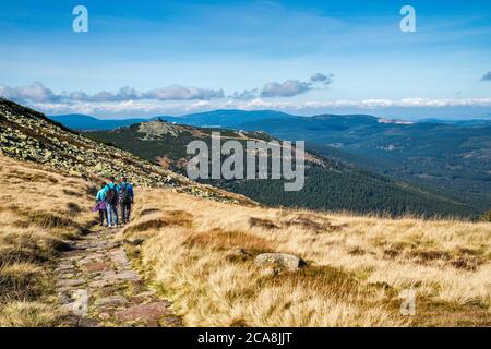 Randonneurs sur le chemin au-dessus de la ligne de bois, en automne, sommet de Szrenica à distance, montagnes de Karkonosze, parc national de Karkonosze, Basse-Silésie, Pologne Banque D'Images