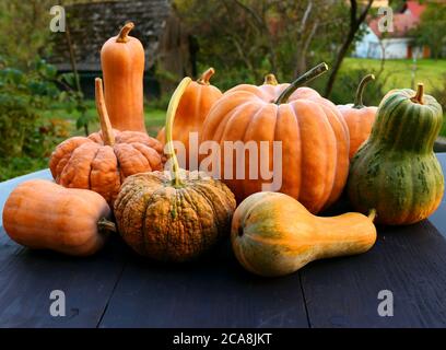 Cucurbita moschata, escashes et citrouilles sur fond de planches en bois noir Banque D'Images