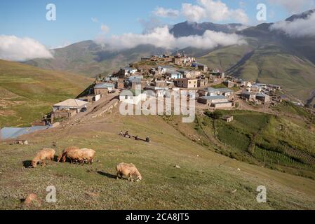 Xinaliq / Azerbaïdjan - 8 juillet 2019 : pâturage des moutons sur une colline verte avec village de montagne sur une colline en arrière-plan Banque D'Images