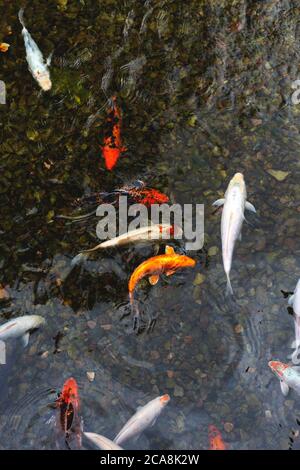 Fond neutre naturel - un étang avec des carpes de couleur Banque D'Images