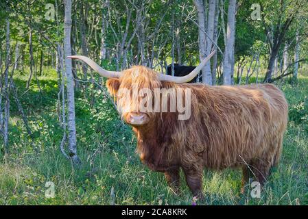 La vache des Highlands se promenant dans la forêt, se cachant du soleil d'été chaud. Banque D'Images