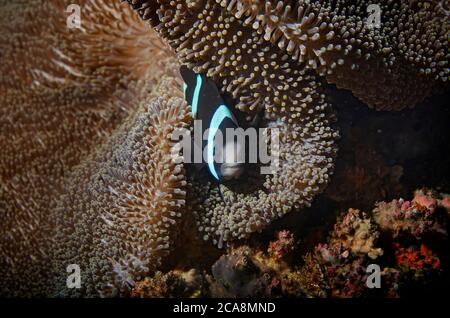 Anemonefish de Clark, Amphiprion clarkii, sur un tapis de merten Anemone, Stichodactyla mertensii, Tulamben, Bali Banque D'Images