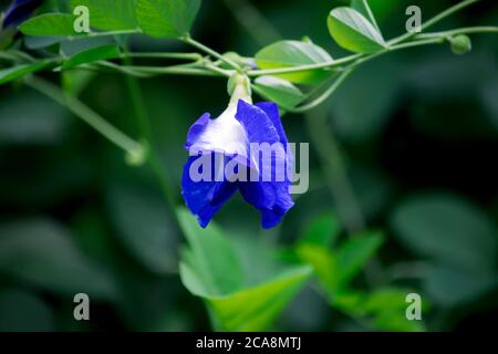 Clitoria ternatea également connue sous le nom de fleur de pois aux papillons, utilisée pour la coloration des aliments Banque D'Images